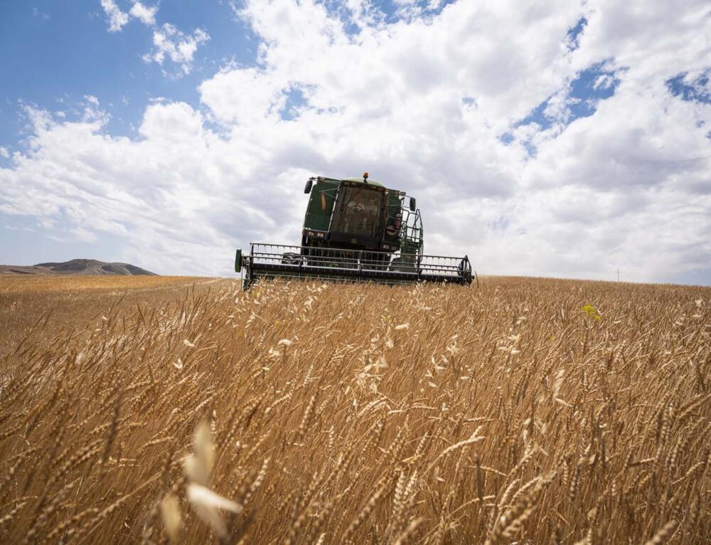 Cerealicoltura, il Progetto MIXWHEAT porta in campo il “Furat” Li Rosi