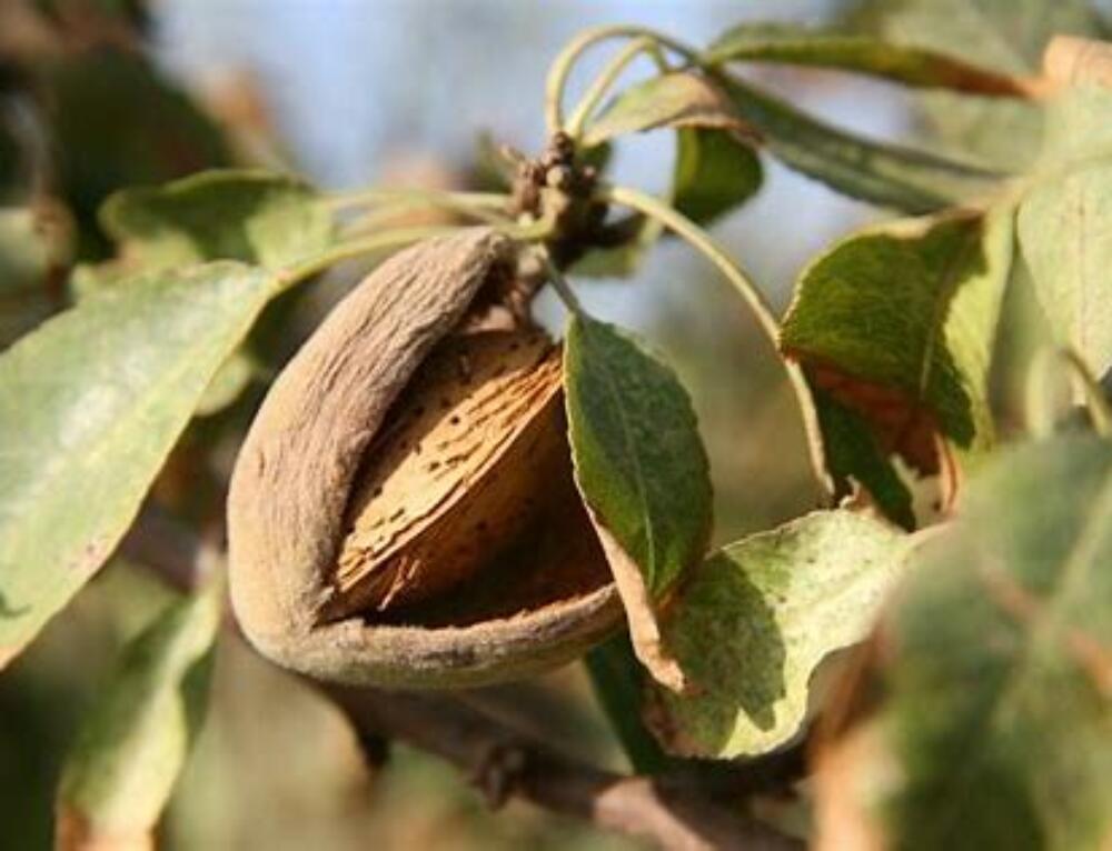 Mandorlicoltura, produzione in calo del 70%:  in Sicilia crollano occupazione e reddito